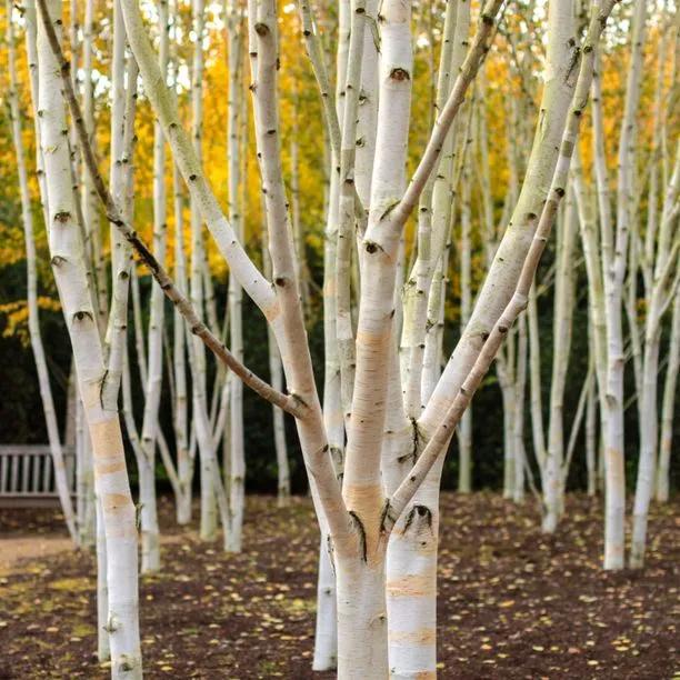 Birch Himalayan (Betula utilis) 1